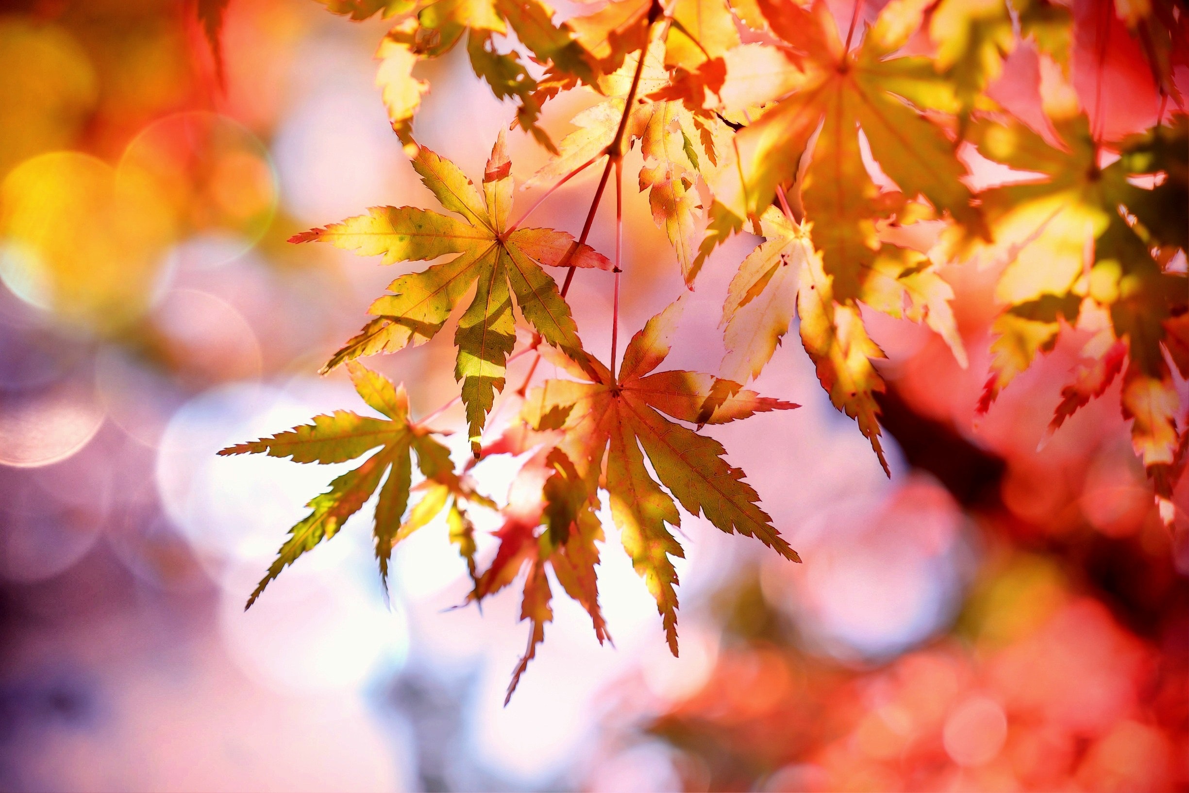 Fall Leaves On Tree 