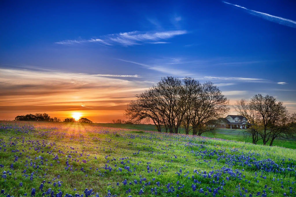 Texas bluebonnet field